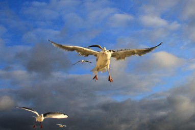 Texel_Marsdiep Seagulls